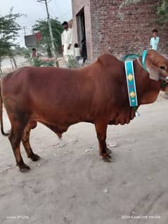 bull for sale & vacha for sale
