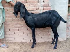 Female Goat | Amratsari |  Bakri Available