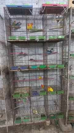 Chalta huwa birds shop setup for main road in gulistan e johor
