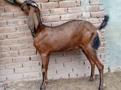 Female Goat Path Amratsari Available