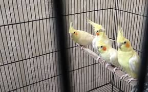 Cocktail Parrots for Sale