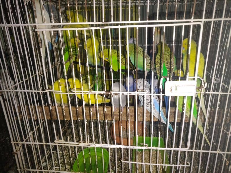 Birds Setup for sale 3