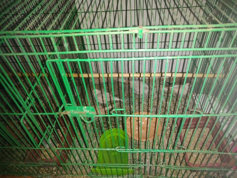 Birds Setup for sale 6