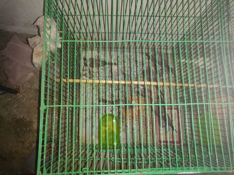 Birds Setup for sale 7