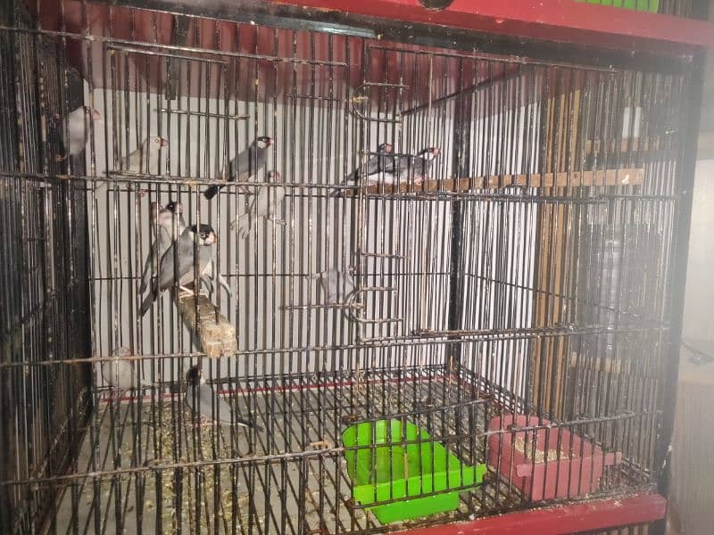 Birds Setup for sale 10