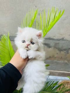Pure Persian White Extreme Punchfaces Kittens/Cats