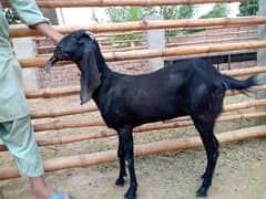 Female Goat | Amratsari |  Bakri Available