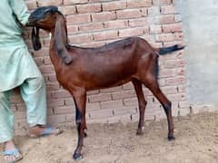 Beetal Nagra Path Goat Available