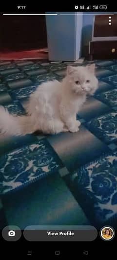 Pure Persian kitten 
for sale
