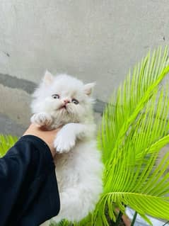 Pure Persian Extreme Punchface Kittens/Cats