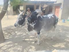 Home kept bull for sale for Eid