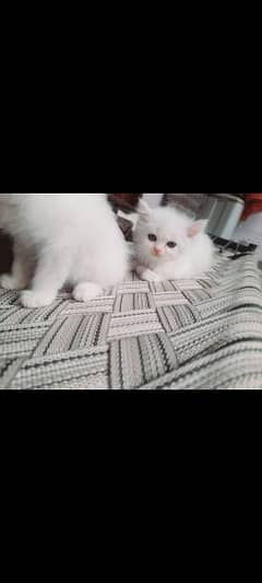 Persian kitten for sale urgent sale home delivery available