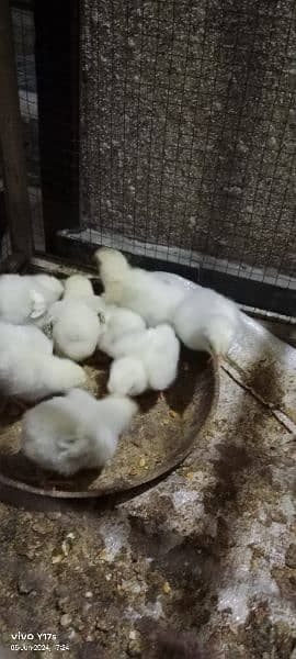 light Sussex chicks available 03129929924 3