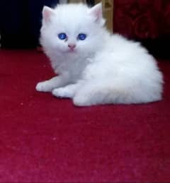 Pure Persian snow white kitten available