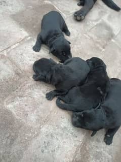 show qulty Labrador puppy's also breeder mother for sell