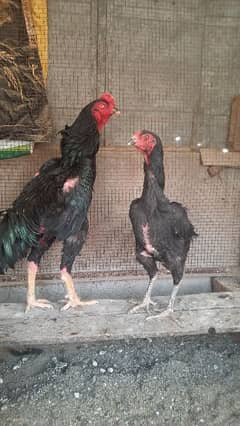 Pure Black Shamoo Chicks For Sale