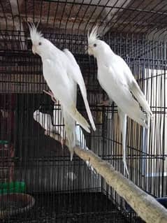 cocktail parrot pair with cage
