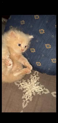 2 persian kittens for sale