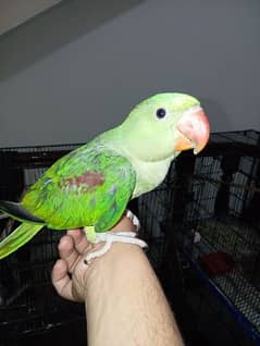 handtame 3  month parrot