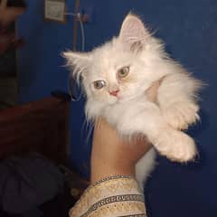 persian male kitten