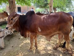 bachra (cow) (bull) 2 dant for qurbani