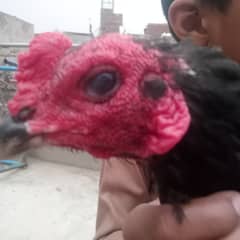 Back eye's dragon hen is number pr call kary03234300661 Whatsapp call