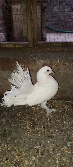 laqA pigeon