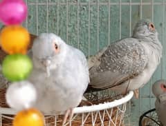 common dove first breed