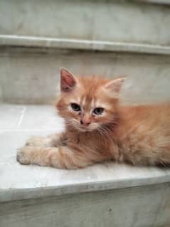 famale cat for sale age 2 months