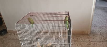 Green Parrot Pair 3-4 months including big cage