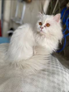 Persian female cats available