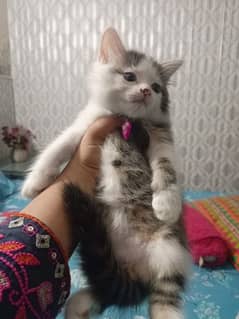 pershian male kitten for sale