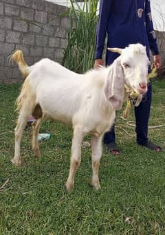 bakra goat for sale qurbani ke liya