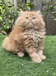 Persian kittens and cats available 03250992331