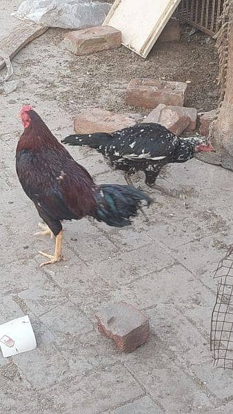 breeder pair. . . pathay & pathiyan 14