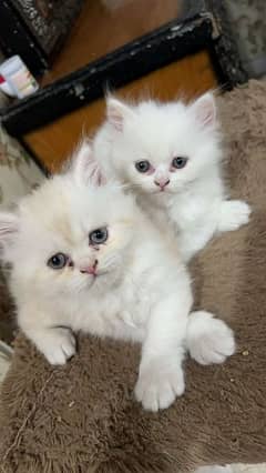 persian cats for sale
