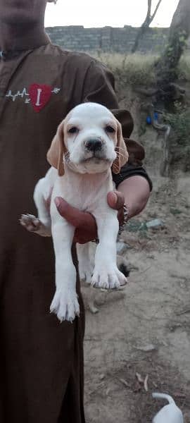 English Pointer puppies 0