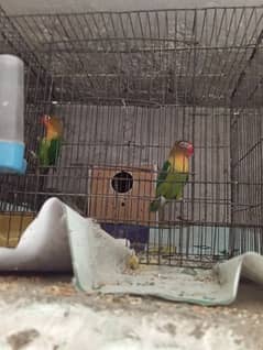 lovebird two breedar pairs for sale and exchange