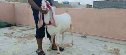 sheep | Goat | chatra | gulabi dumba | bakra | dumba for sale