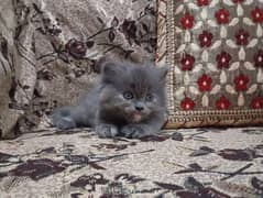 Persian kitten for sale (2 months old)