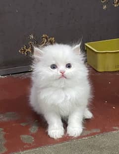 Persian kittens and cats available ALi PET SHOP 03250992331