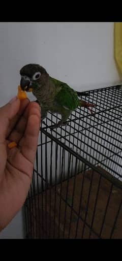 hand tamed green chick conure