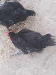 2 hen 1cock for sale03056512447