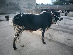 Bull for Sale Qurbani ka janwar