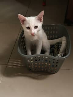 Single coated persian kitten for sale