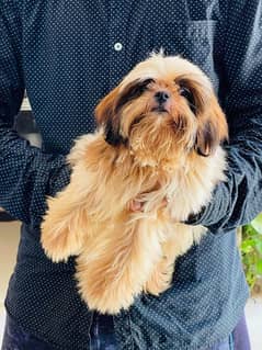 Shihtzu Puppies for new Home
