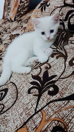 white Persian female cat blue eyes triple coat for sale 8k
