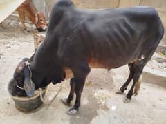 Cow male urgent sell
