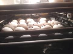 Incubation/hatching