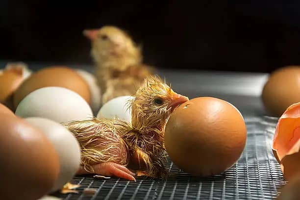 Incubation/hatching serviceچھوٹے گھریلو فارمرزکیلئےانکیوبیشن سروس 6